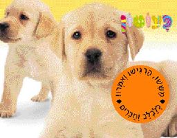 פעוטון - כלבלב וחברים / 