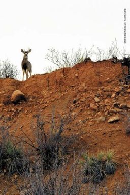 Buck Shots - Peter Sutherland