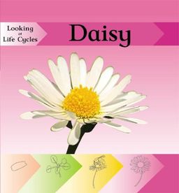 Daisy (Looking at Life Cycles) / Victoria Huseby Daisy (Looking at Life Cycles) / Victoria Huseby